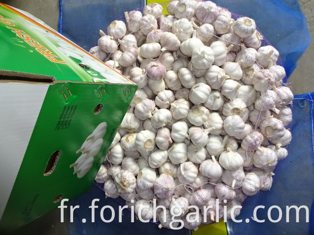 Fresh Garlic Normal Garlic